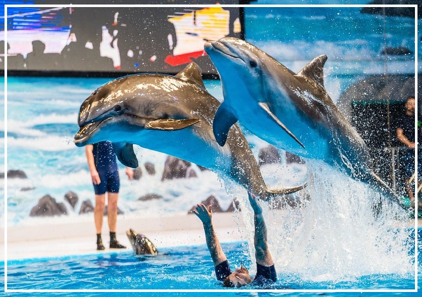 Představení delfínů - Sharm El Sheikh — výlet z Sharm El Sheikh